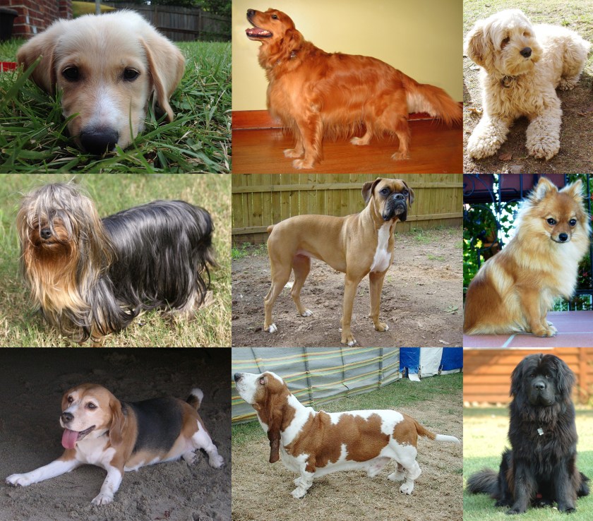 Collage_of_Nine_Dogs